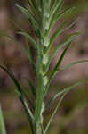 Largebracted plantain